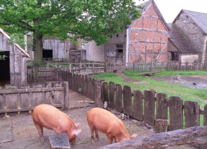 Mary Ardens Farm Shakespeare Rare Breeds Cotswolds