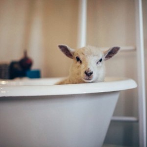 burford-garden-centre-cotswolds-concierge (3)