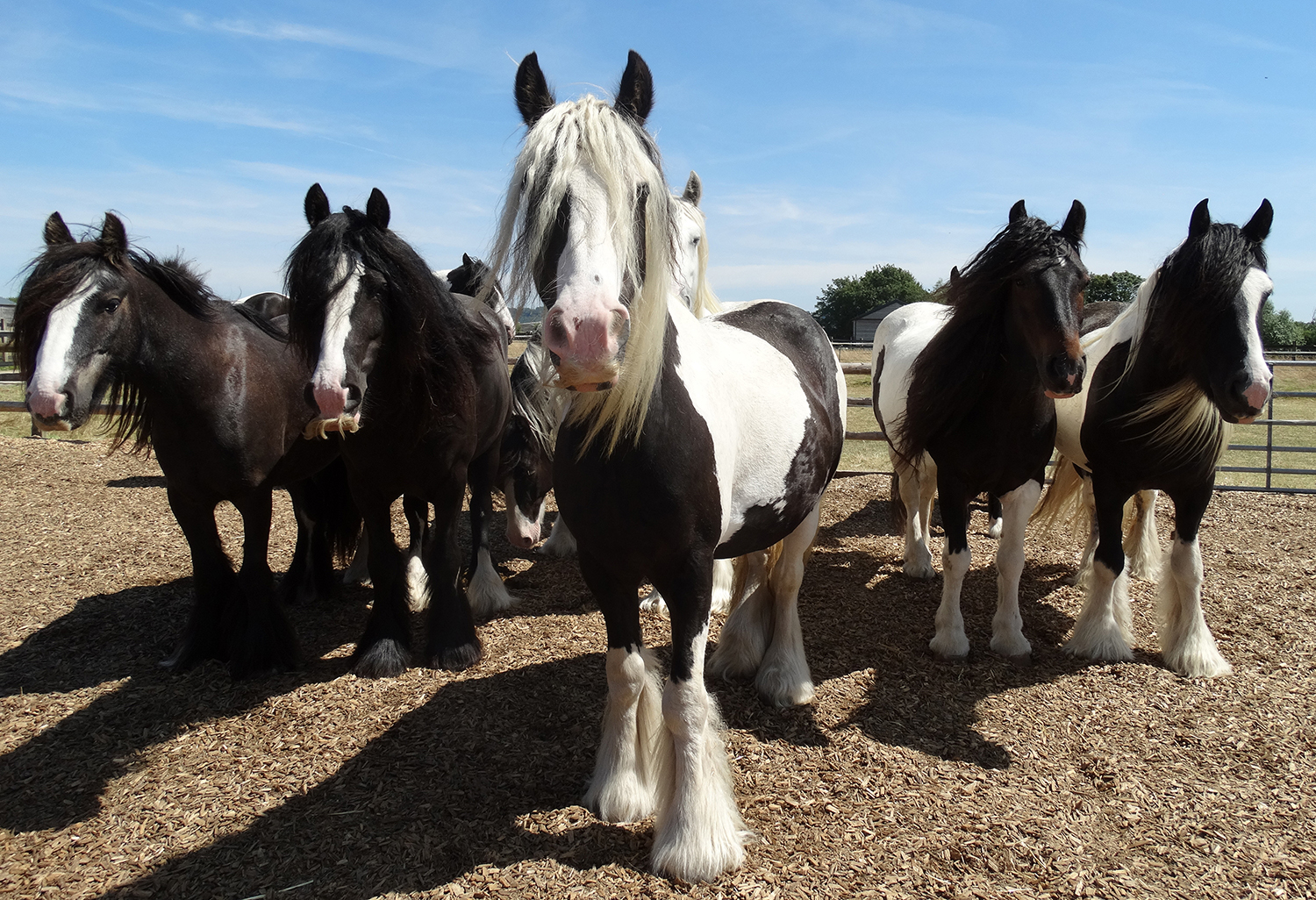 redwingshorsesanctuarybanburycotswoldsconcierge (4) Cotswolds